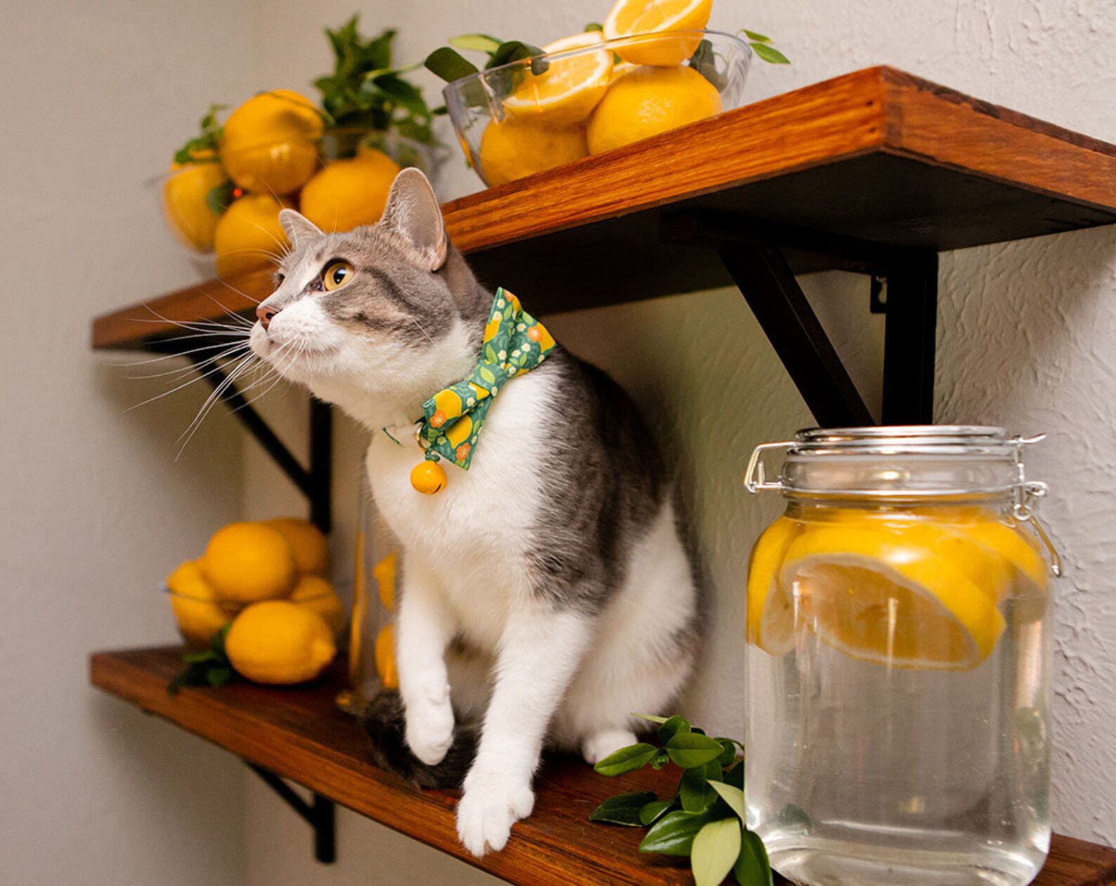 Cat Collar Lemon Trees Green Citrus Etsy