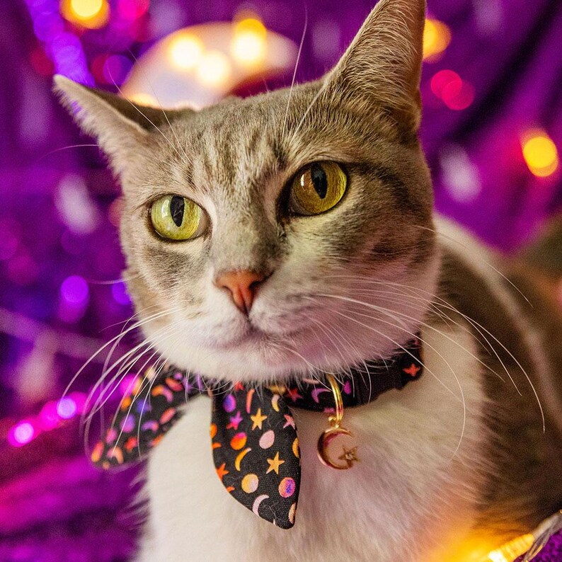 Pu&ograve; includere: Primo piano di un gatto grigio e bianco che indossa un bandana nero e arancione con un motivo di luna e stelle. Il gatto indossa una collana d'oro con un ciondolo a forma di luna.