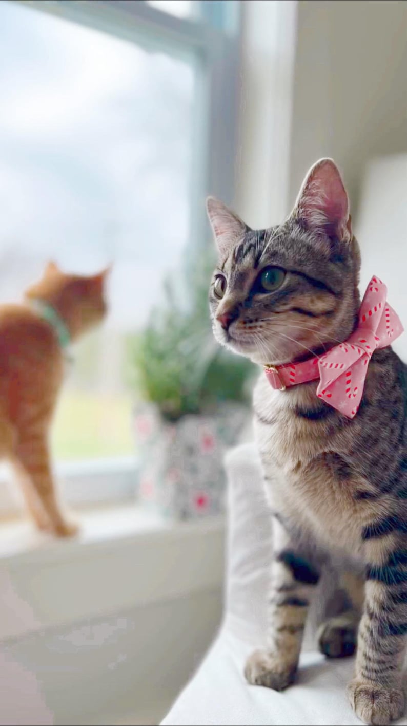 May include: A tabby cat wearing a pink and white candy cane patterned bow tie. The cat is sitting on a white surface and looking to the left. A blurry orange cat is in the background.