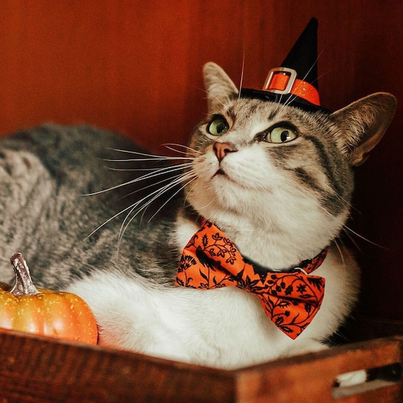 Halloween kostuum kat hotsell