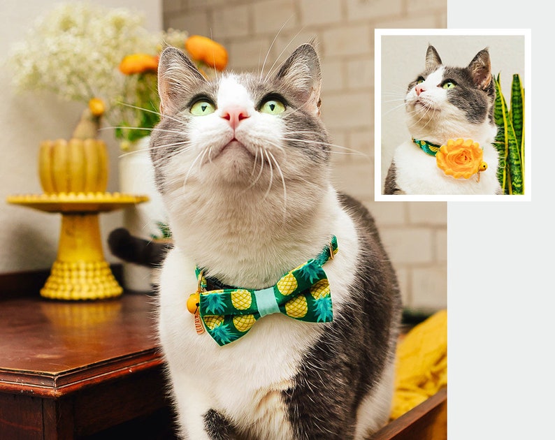 Tropical Cat Bow Tie pineapple Aqua Green Cat Etsy