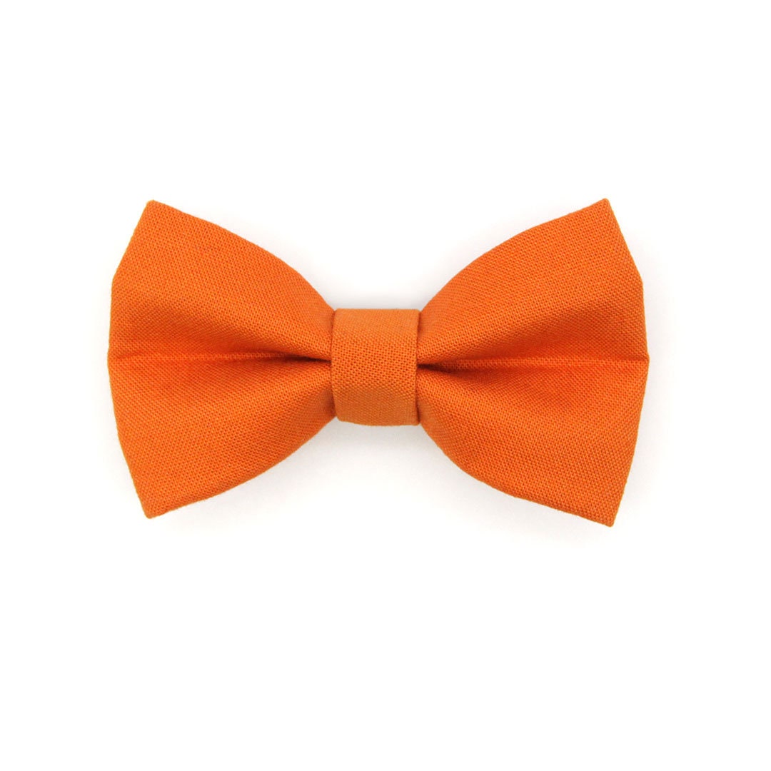 orange cat bow tie