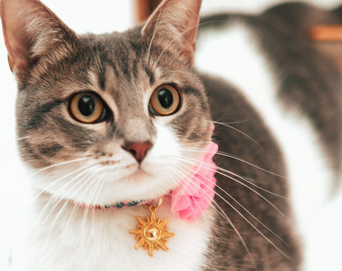 Cat Collar Charm / Small Pet Charm / Small Collar Charm Etsy