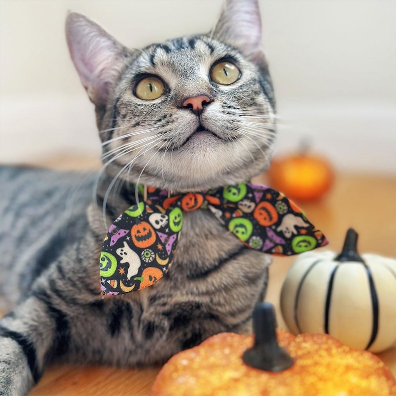 Puede incluir: Un gato atigrado gris con una pajarita de Halloween, con calabazas en el fondo. La pajarita presenta dise&ntilde;os de calabazas, fantasmas y otros dise&ntilde;os espeluznantes. El gato mira hacia arriba, con una expresi&oacute;n curiosa.