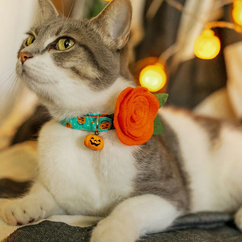 May include: A gray and white cat wearing a teal blue collar with a pumpkin charm and a large orange felt flower.