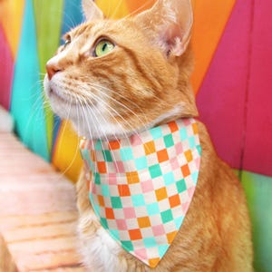 K&ouml;nnte beinhalten: Eine orangefarbene Tabby-Katze tr&auml;gt ein Halstuch mit einem karierten Muster aus t&uuml;rkisfarbenen, orangefarbenen, rosa und wei&szlig;en Quadraten. Die Katze blickt nach oben. Der Hintergrund ist ein lebendiger Farbmix.