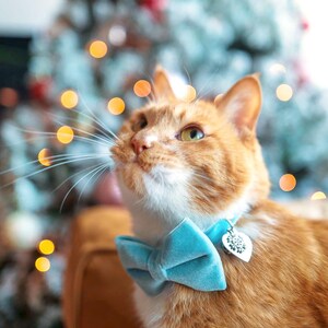 May include: A ginger cat wearing a light blue velvet bow tie and a silver heart-shaped charm on a collar. The cat is looking up at a Christmas tree with lights in the background.