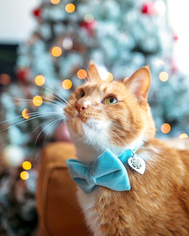 May include: A ginger cat wearing a light blue velvet bow tie and a silver heart-shaped charm on a collar. The cat is looking up at a Christmas tree with lights in the background.