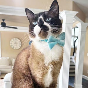 May include: A black and white cat wearing a light blue bow tie. The cat is looking up and has a white patch on its chest.