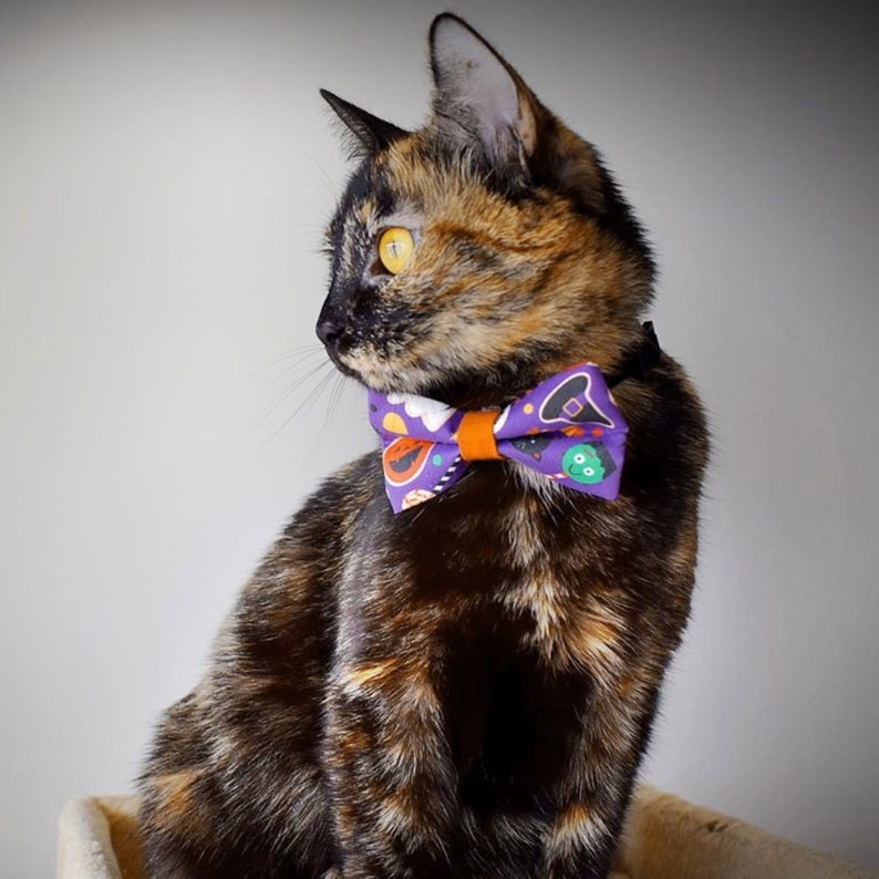 May include: A tortoiseshell cat wearing a purple bow tie with a Halloween theme. The bow tie has a variety of Halloween-themed patterns, including ghosts, pumpkins, bats, and witches' hats.