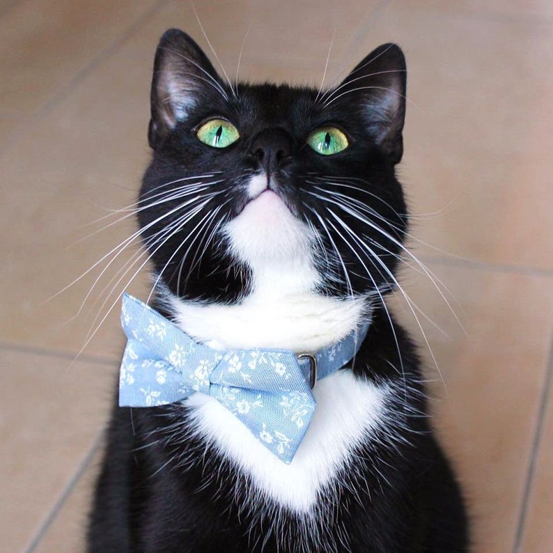 Bow Tie Cat Collar Set Fairfield Light Blue Etsy