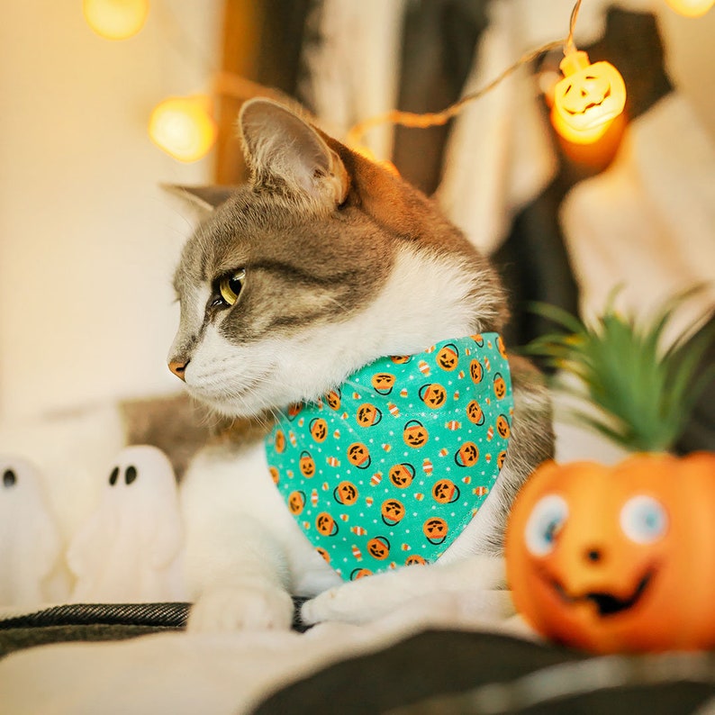 May include: A gray and white cat wearing a teal blue bandana with a pattern of orange jack-o'-lanterns. The cat is sitting on a white surface with a white ghost and an orange jack-o'-lantern.