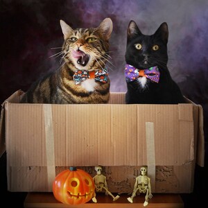 May include: Two cats wearing Halloween-themed bow ties sit inside a cardboard box with two skeleton figurines and a jack-o'-lantern in front of them.