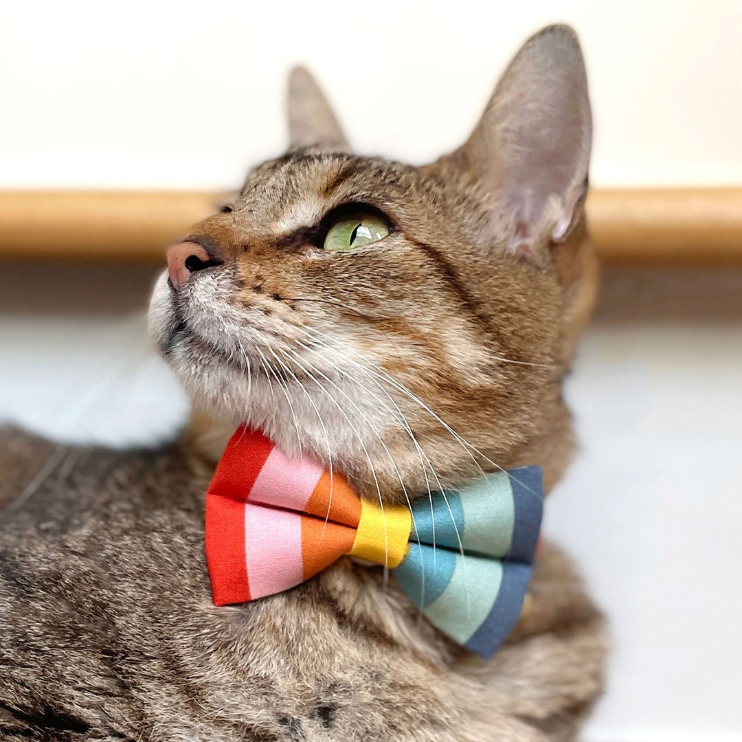 Kitten Striped Rainbow Cat Collar / Breakaway or Non-Breakaway / Summer Beach Vibes Small Dog Carousel Birthday / Cat Cat Collar