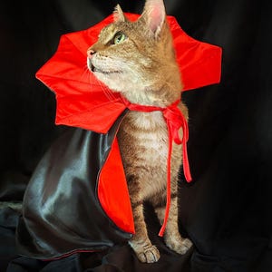 Pet Dracula Costume for Cat + Small Dog / Halloween Photo Prop for Pet / Cat Halloween Costume / Red & Black Satin Cloak Pet Vampire Costume