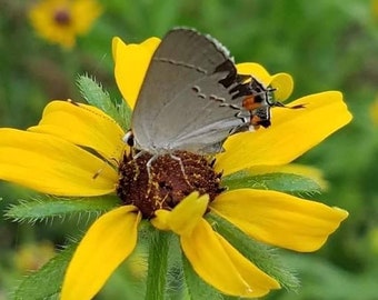 Black Eyed Susan Seeds