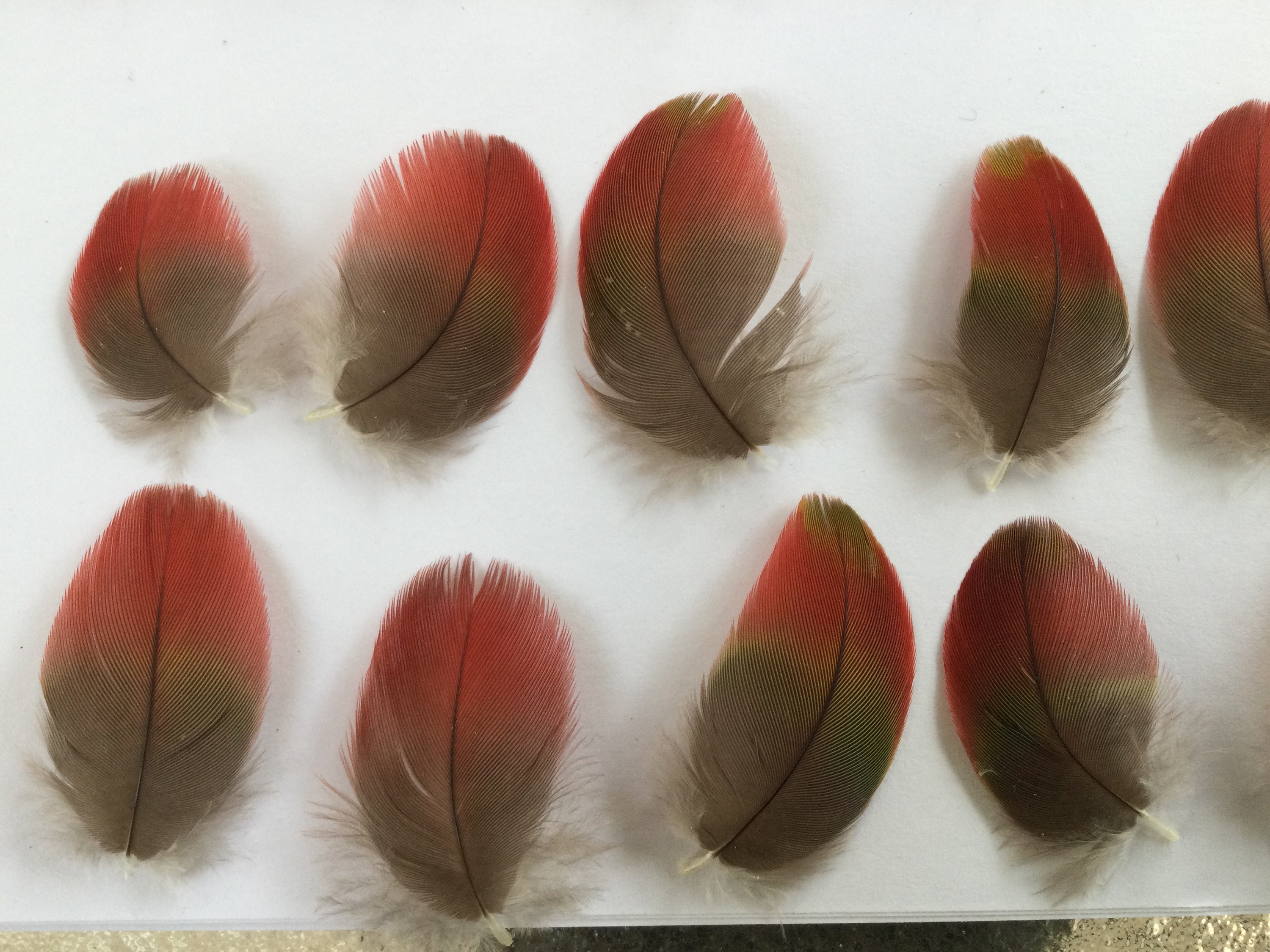 Macaw Feathers Etsy