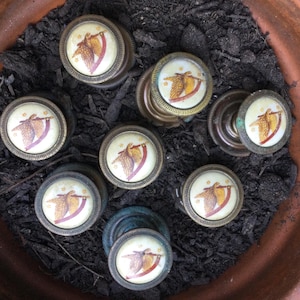 May include: A collection of antique drawer pulls with a brass finish. Each pull features a circular design with a cream-colored background and a detailed illustration of a bird holding a banner. The pulls are arranged in a terracotta pot filled with dark soil.