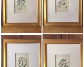 Original Framed Botanical Illustrations c.1900