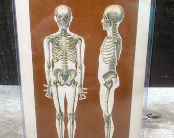 Antique Human Skeleton Engraving - Late 1800s