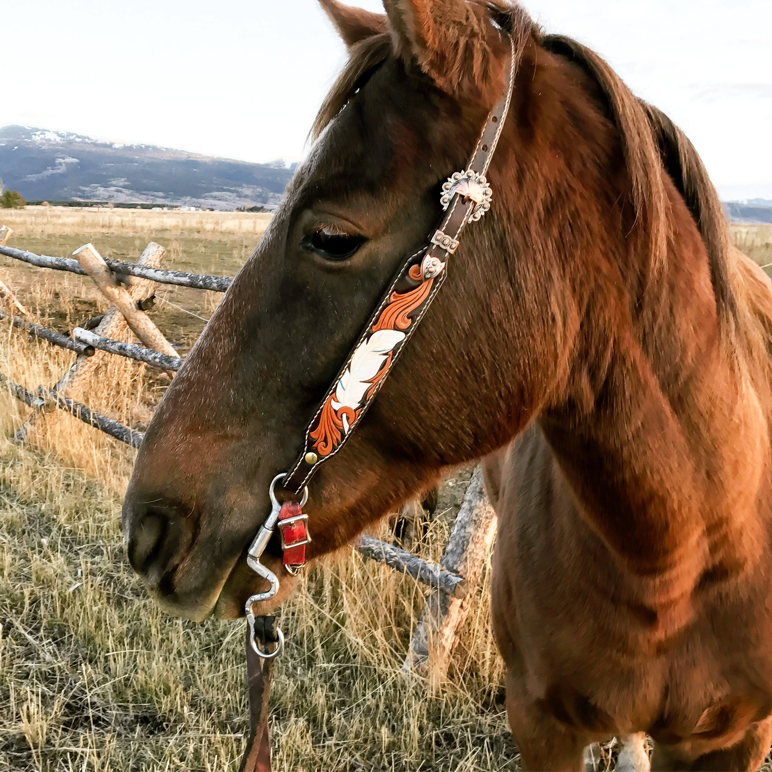 Headstall bridle horse tack hand tooled bridle with feather Etsy