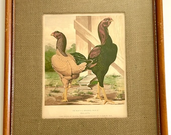 4 Framed 19th C. Rooster Prints