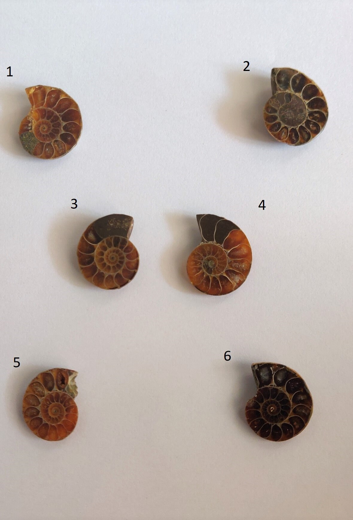 AAA Natural Ammonite Fossil, Polished Ammonite Shell, Beautiful Brown