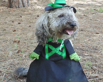 Dog Witch Halloween Costume in Size Medium with dress, bloomers, and hat!