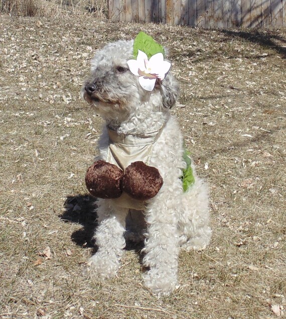 Polynesischen Hula Madchen Hund Kostum Flower Clip Medium Hund Etsy