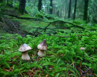 Toadstools for fairy garden or terrarium