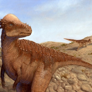 Pachycephalosaurus II print