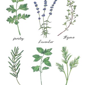 Herb Collage Watercolor Print, Kitchen Herb Decor, Organic Food Art, Gift for Foodie