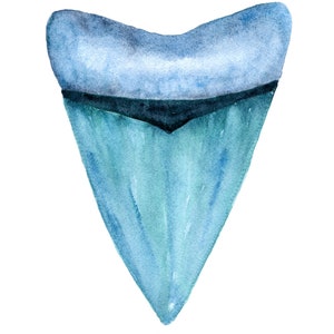 Shark Tooth Watercolor Print, Sea Life Painting, Coastal Wall Art, Blue Shark Print, Kids Room Coastal, Shark Week Art