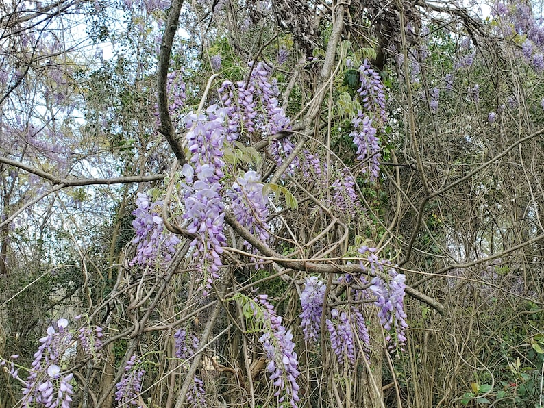 1 Wisteria Luna Azul, Wisteria Macrostachya, Planta viva Wisteria, Wisteria, imagen 9