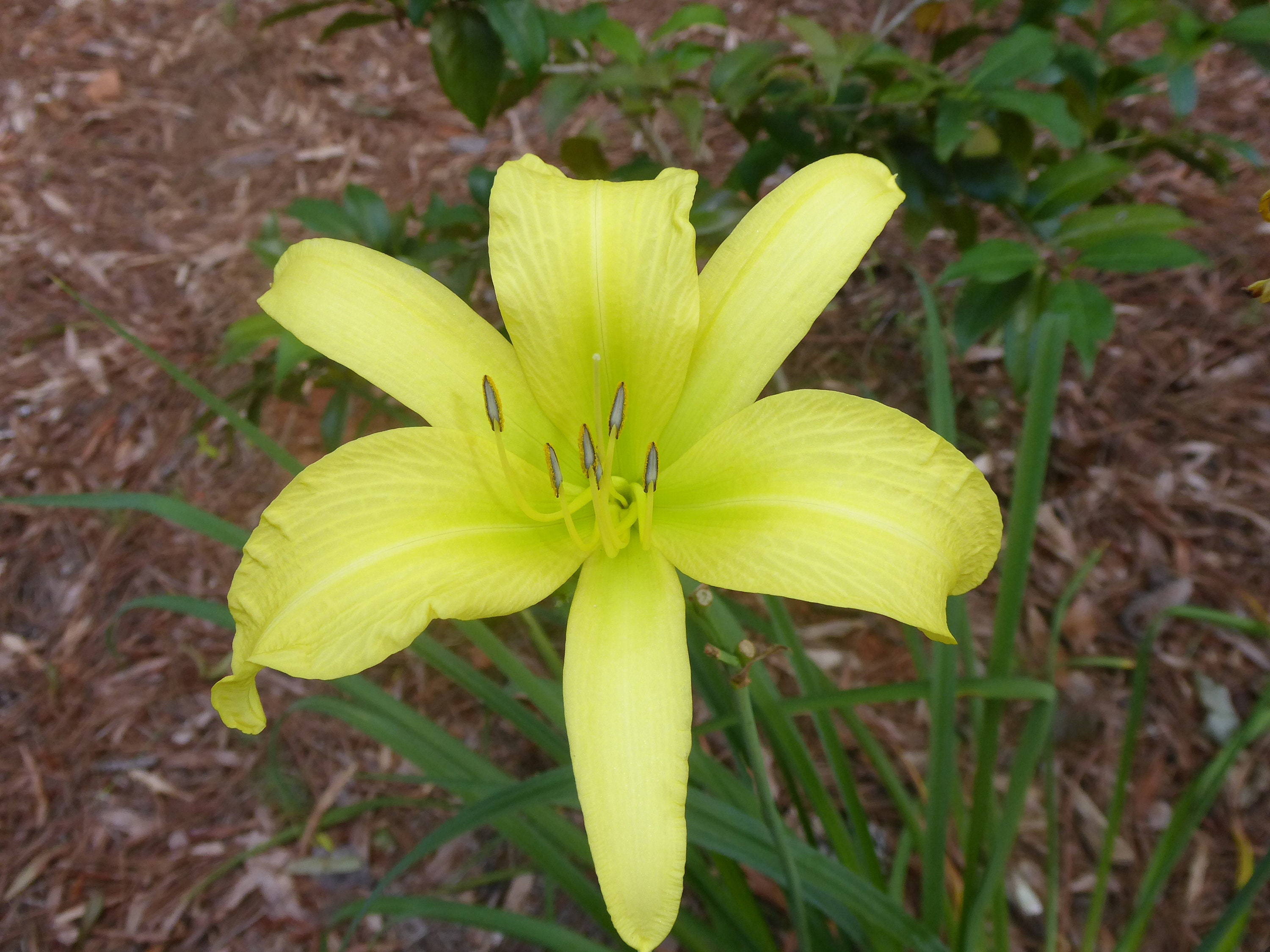 Lime Yellow Day Lily Live Plant: Bare Root Perennial Flower