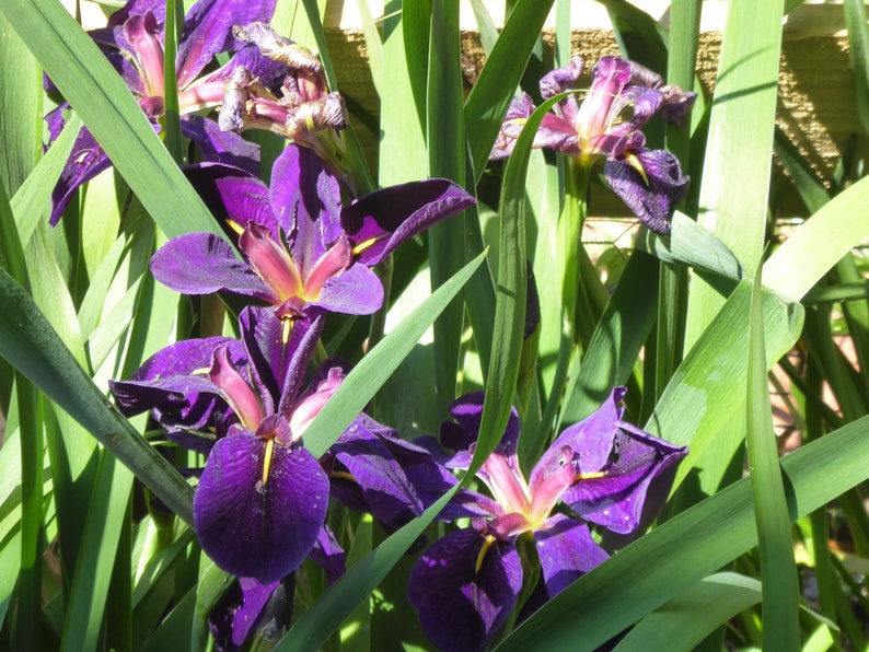 Louisiana Iris Gamecock Live Plant