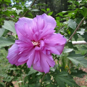 Peut inclure: Gros plan sur une fleur rose vif, enti&egrave;rement &eacute;panouie, avec de multiples couches de p&eacute;tales. La fleur est entour&eacute;e de feuilles et de tiges vertes, avec un arri&egrave;re-plan flou de verdure.