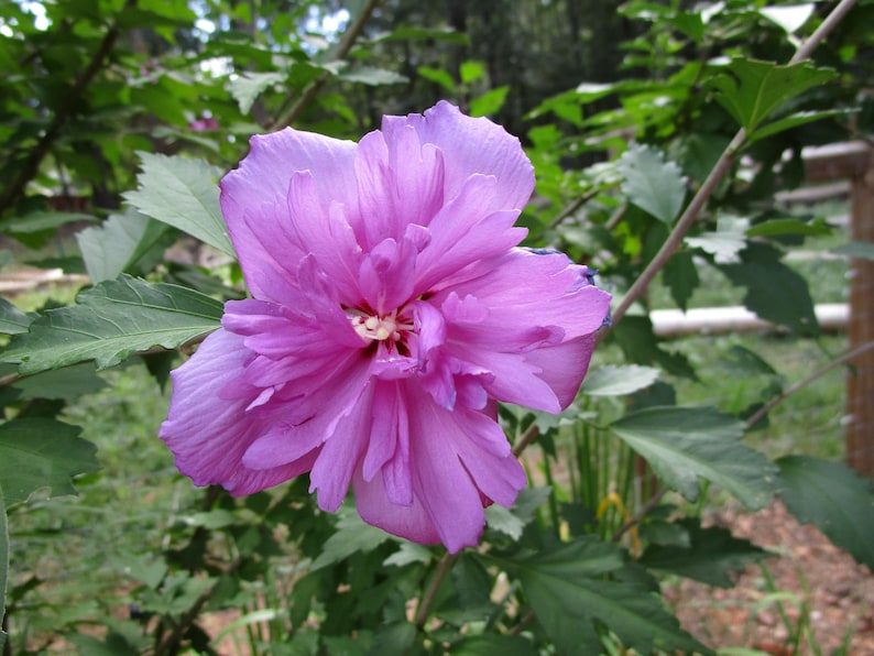 Peut inclure: Gros plan sur une fleur rose vif, enti&egrave;rement &eacute;panouie, avec de multiples couches de p&eacute;tales. La fleur est entour&eacute;e de feuilles et de tiges vertes, avec un arri&egrave;re-plan flou de verdure.