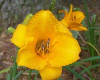 Little Gold Nugget Daylily - Live Bare Root Perennial