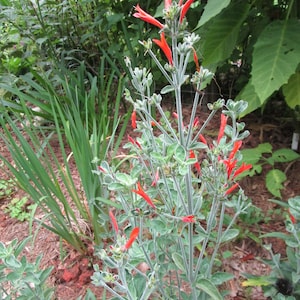 1 Clump Dicliptera Suberecta, Hummingbird plant, Firecracker plant, Orange hummingbird plant, Uruguayan Fircracker plant image 1