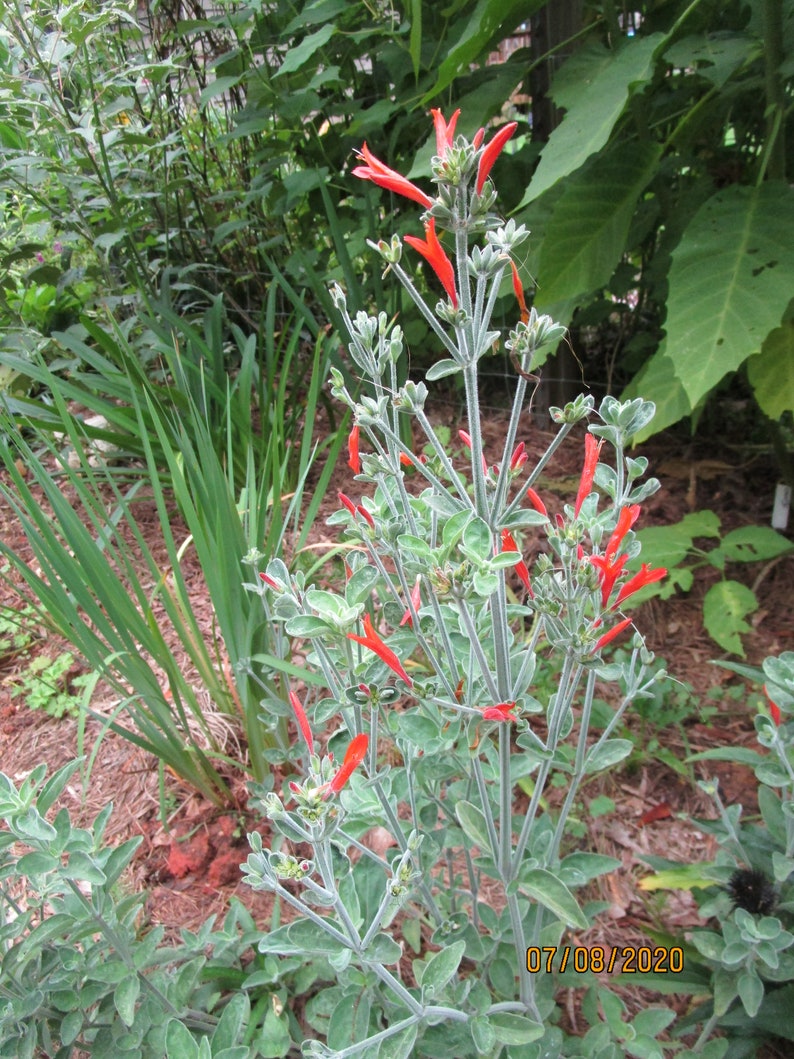 1 Clump Dicliptera Suberecta, Hummingbird plant, Firecracker plant, Orange hummingbird plant, Uruguayan Fircracker plant image 1