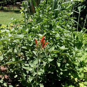 1 Clump Dicliptera Suberecta, Hummingbird plant, Firecracker plant, Orange hummingbird plant, Uruguayan Fircracker plant image 9