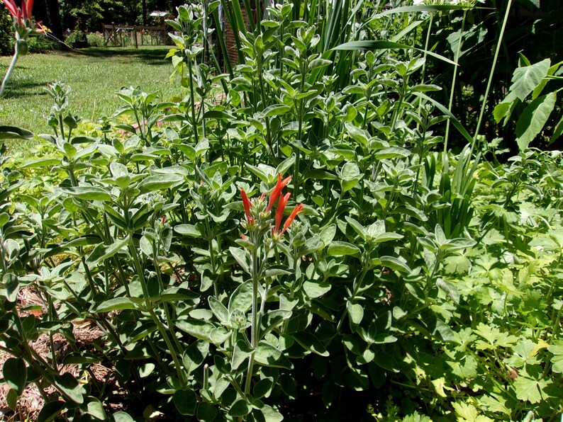 1 Clump Dicliptera Suberecta, Hummingbird plant, Firecracker plant, Orange hummingbird plant, Uruguayan Fircracker plant image 9