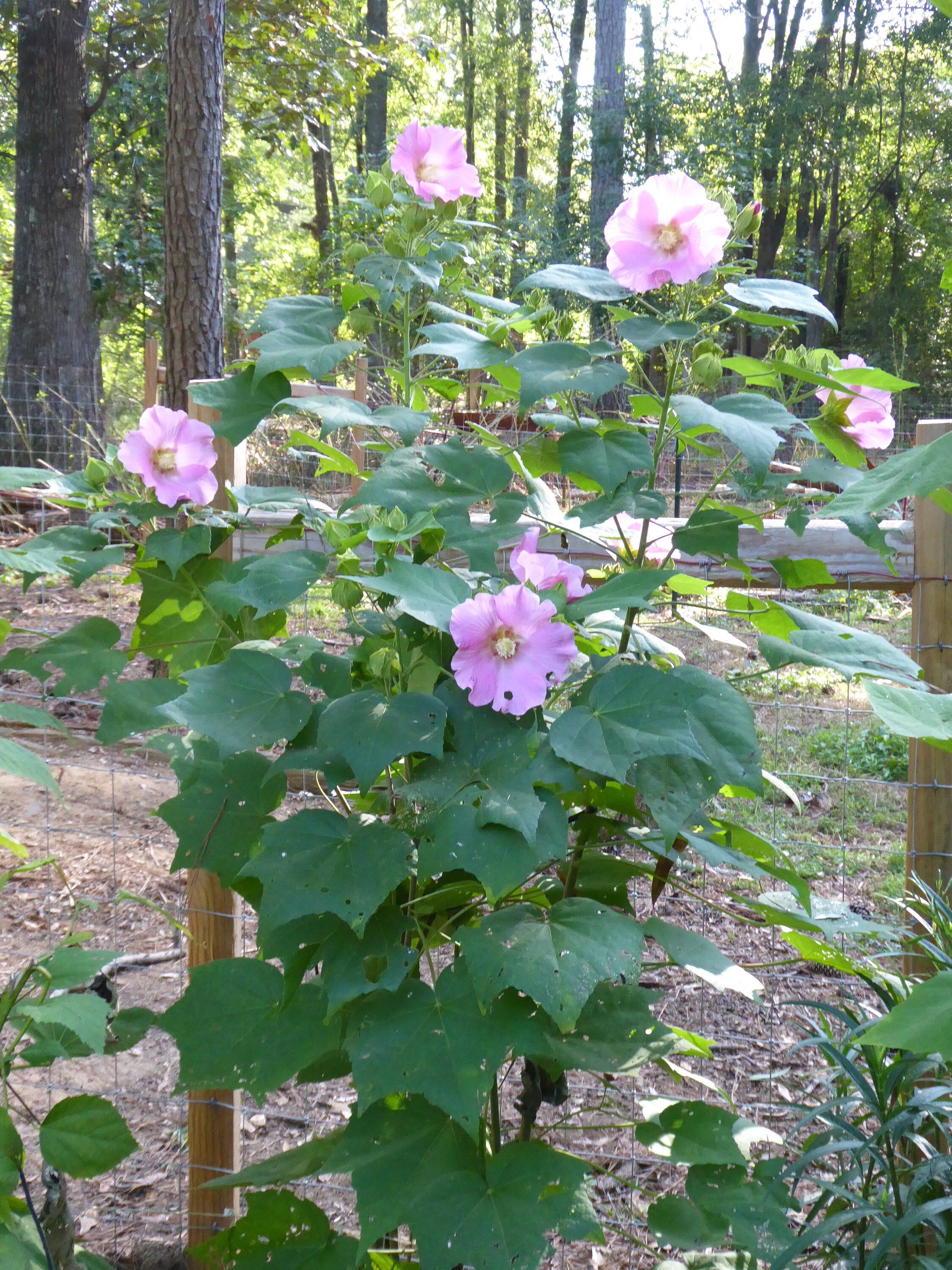 Confederate Rose Pink single petal Confederate Rose Makinoi Etsy