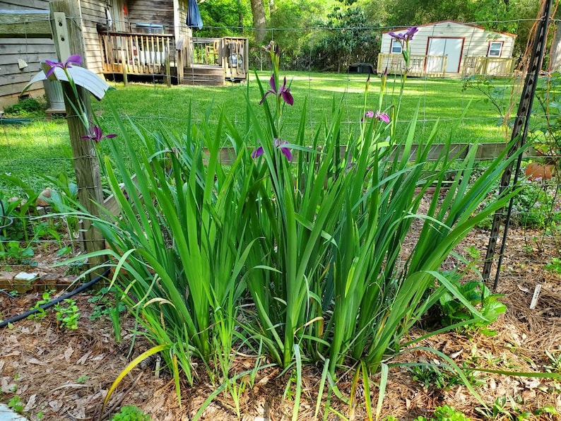MiaesGardenGoodies Louisiana Iris - Thumbnail 3