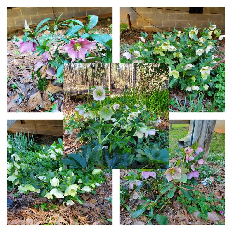 5 small starter Seeding random color live Helleborus Christmas Rose, Christmas Rose plant, Helleborus Mixed color image 1