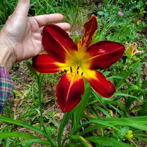 May include: A large daylily flower with six elongated petals featuring deep red coloring on the outer edges and a vibrant yellow center. The flower has prominent dark stamens extending from the middle and is supported by long green leaves.