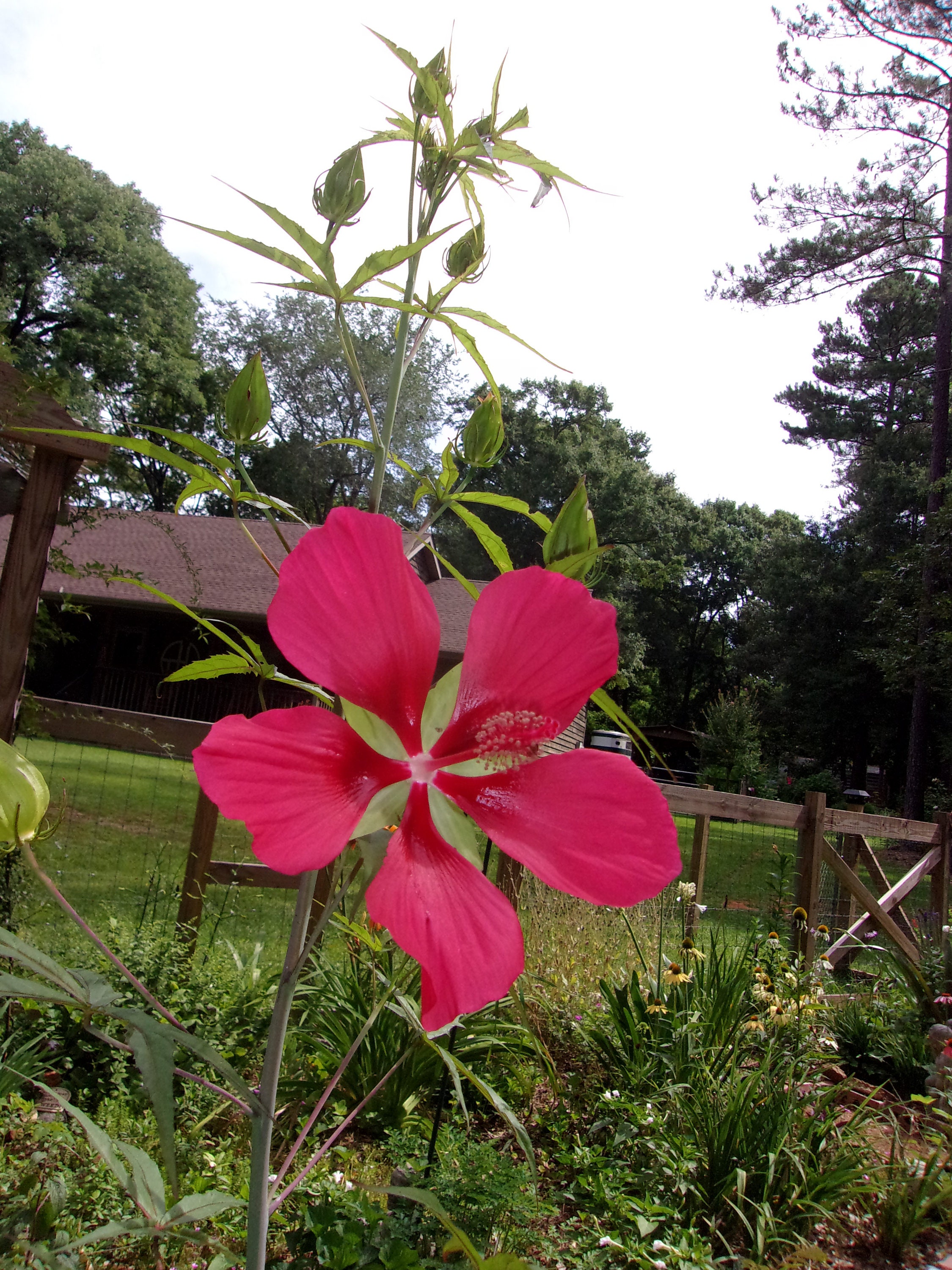 Tx. Star Hibiscus live Tx. star Hibiscus Texas Star Etsy