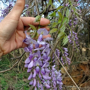 1 Wisteria Luna Azul, Wisteria Macrostachya, Planta viva Wisteria, Wisteria, imagen 6