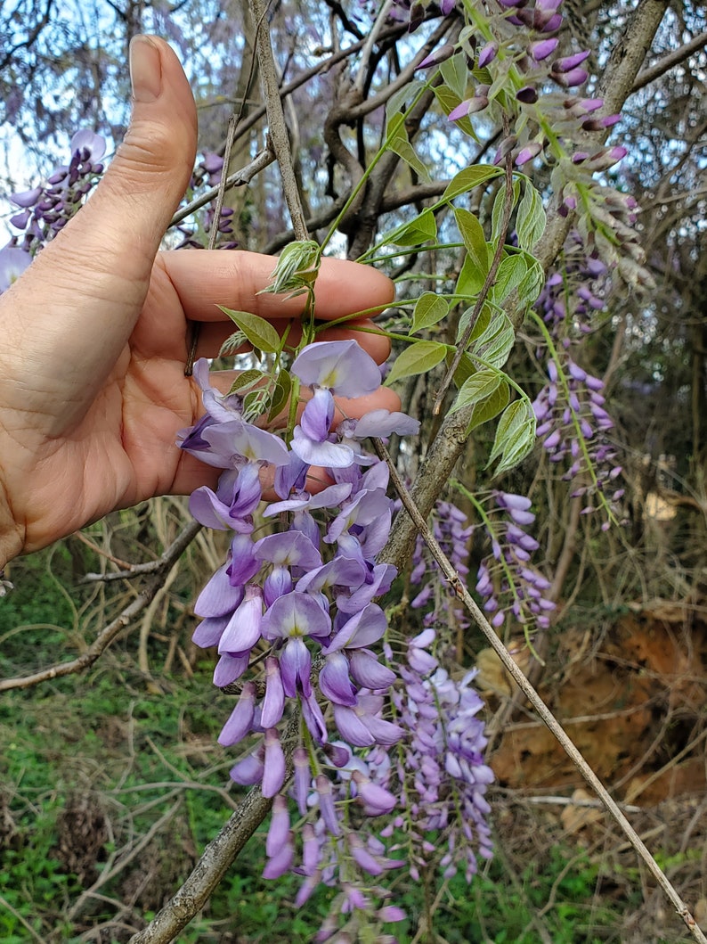 1 Wisteria Luna Azul, Wisteria Macrostachya, Planta viva Wisteria, Wisteria, imagen 6